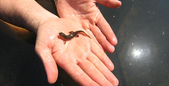 Tiere Molch Schwimmteich