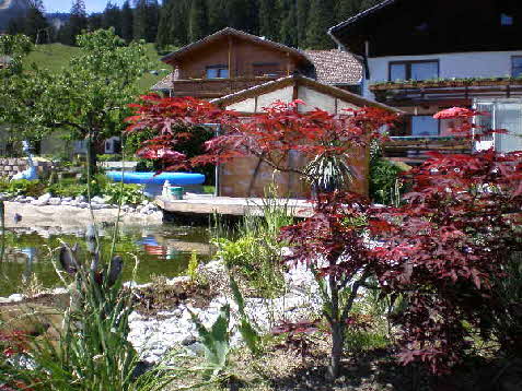 Schwimmteichpflanzen am Schwimmteich