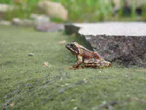 Tiere Frosch Schwimmteich2