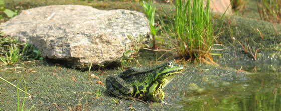 schwimmteich bei Fam Peter Frosch